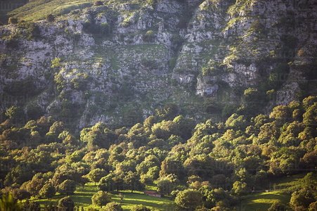 06716-Encinar de Sopeóa. Karrantza, Bizkaia, Euskadi