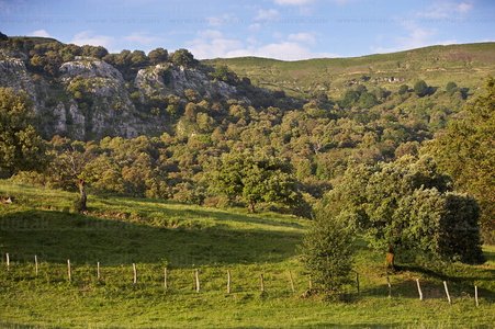06718-Encinar de Sopeóa. Karrantza, Bizkaia, Euskadi