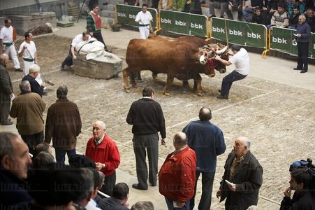 07331-Arrastre de Bueyes. Deporte rural vasco. Abadiño, Bizkaia