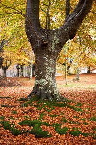 07537-Parque Natural de Urkiola, Bizkaia, Euskadi
