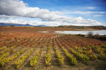 07716-Viñedos. Laguna de Carravalseca. Lagunas de Laguardia, Al
