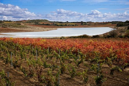 07718-Viñedos. Laguna de Carravalseca. Lagunas de Laguardia, Al
