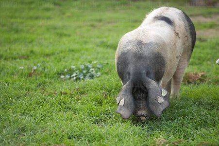 07866-Cerdo Autóctono Vasco. Granja Pierre Oteiza. Les Aldudes,