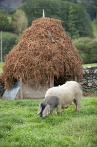 07868-Cerdo Autóctono Vasco. Granja Pierre Oteiza. Les Aldudes,