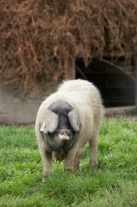 07869-Cerdo Autóctono Vasco. Granja Pierre Oteiza. Les Aldudes,