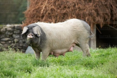 07870-Cerdo Autóctono Vasco. Raza Pío Negro. Les Aldudes, Nafa