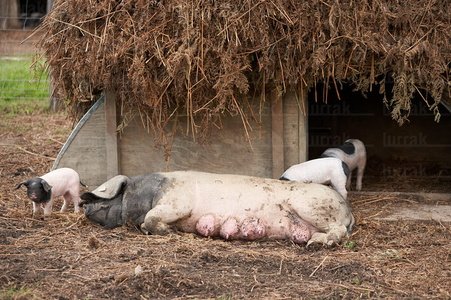 07871-Cerdo Autóctono Vasco. Granja Pierre Oteiza. Les Aldudes,