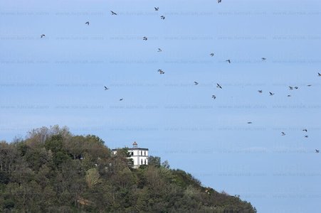 07883-Isla de Santa Clara. San Sebastián, Gipuzkoa