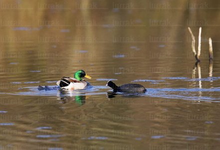 07975-Pato y focha. Humedal de Plaiaundi. Irún, Gipuzkoa, Euska