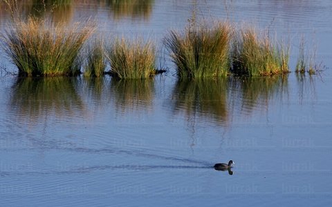 07978-Focha, 'Fulica Atra'. Humedal de Plaiaundi. Irún, Gipuzko