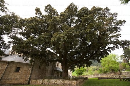 08370-Arboles Singulares de Euskadi. Encina de Arziniega, Alava
