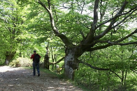 08386-Parque Natural de PeÒas de Aia. Oiartzun, Gipuzkoa, Euska