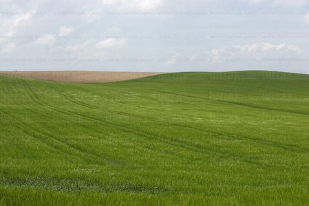 08420-Campo de cultivo. Gereñu, Alava, Euskadi