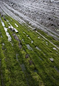 08477-Flysch. Zumaia, Gipuzkoa, Euskadi