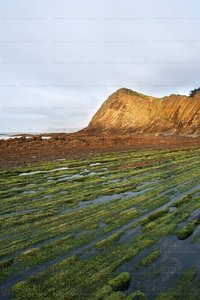 08480-Acantilados en el Flysch. Zumaia, Gipuzkoa, Euskadi