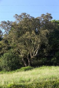 08503-Alcornoque, Getaria, Gipuzkoa, Euskadi