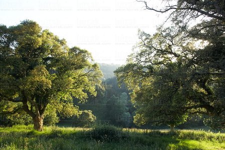 08513-Alcornoque, Getaria, Gipuzkoa, Euskadi