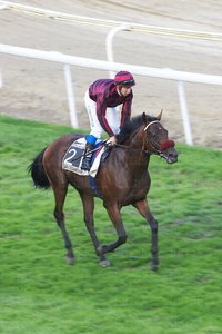 08607-Carreras de Caballos. Hipódromo de Lasarte, Gipuzkoa, Eus