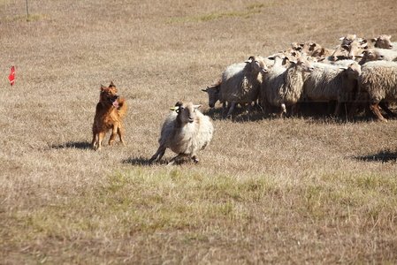 08642-Campeonato de Perros Pastor. Uharte-Arakil, Navarra