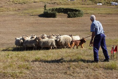 08644-Campeonato de Perros Pastor. Uharte-Arakil, Navarra