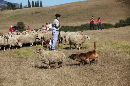 08645-Campeonato de Perros Pastor. Uharte-Arakil, Navarra