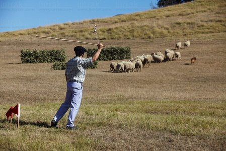 08647-Campeonato de Perros Pastor. Uharte-Arakil, Navarra