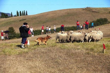 08649-Campeonato de Perros Pastor. Uharte-Arakil, Navarra