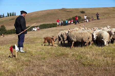 08650-Campeonato de Perros Pastor. Uharte-Arakil, Navarra