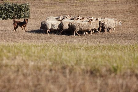 08654-Campeonato de Perros Pastor. Uharte-Arakil, Navarra