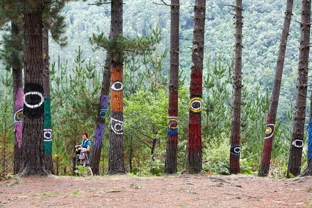 08720-Bosque de Oma. Bizkaia, Euskadi