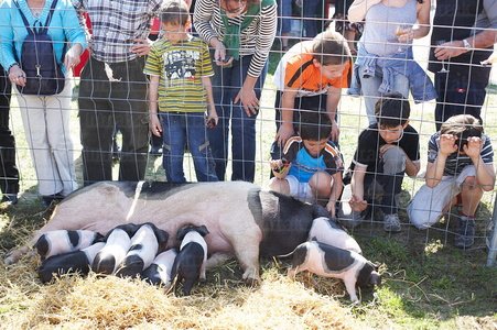 8058-Cerdo autóctono. Día del Txakolí. Bakio, Bizkaia, Euskad