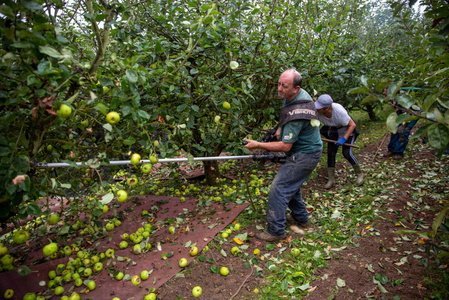 025JHJ_0003-Recogida- Manzana- Tolosa-Gipuzkoa