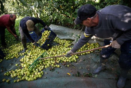 025JHJ_0004-Recogida- Manzana- Tolosa-Gipuzkoa