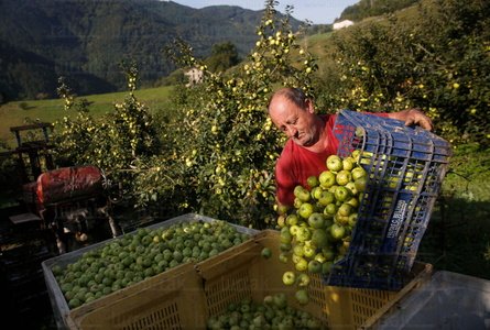 025JHJ_0005-Recogida- Manzana- Tolosa-Gipuzkoa