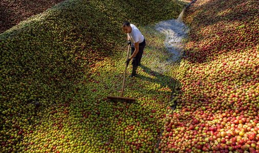 025JHJ_0011-Recolección-Manzana-Sidra-Astigarraga-Gipuzoa-Euskadi