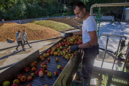 025JHJ_0010-Selección-Manzana-Astigarraga-Gipuzkoa-Euskadi