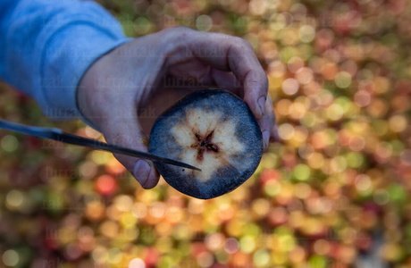 025JHJ_0009-Maduración-Manzana-Astigarraga-Gipuzkoa-Euskadi