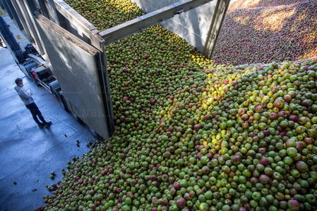 025JHJ_0013-Selección-Manzana-Astigarraga-Gipuzkoa-Euskadi