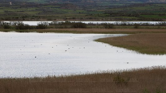 025MDR_0171-Aves-Laguna-Pitillas-Navarra