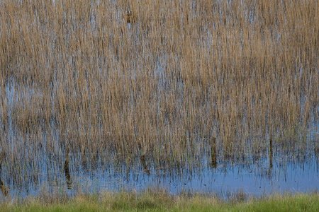 025MDR_0174-Phragmites-Australis-Laguna-Pitillas-Navarra